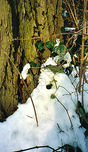 冬天白色树干背景图片