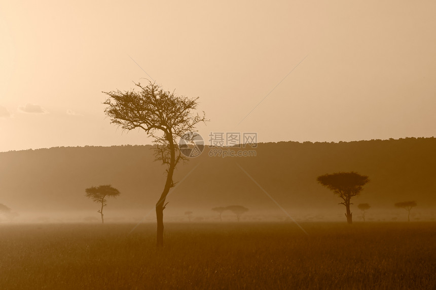 马赛马拉的日落大草原日出旅行树木阳光场景野生动物土地荒野地平线图片
