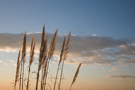 暑夏日地平线牧歌天空日落蓝色植物群背景图片
