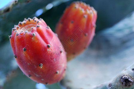 红仙人掌水果背景图片