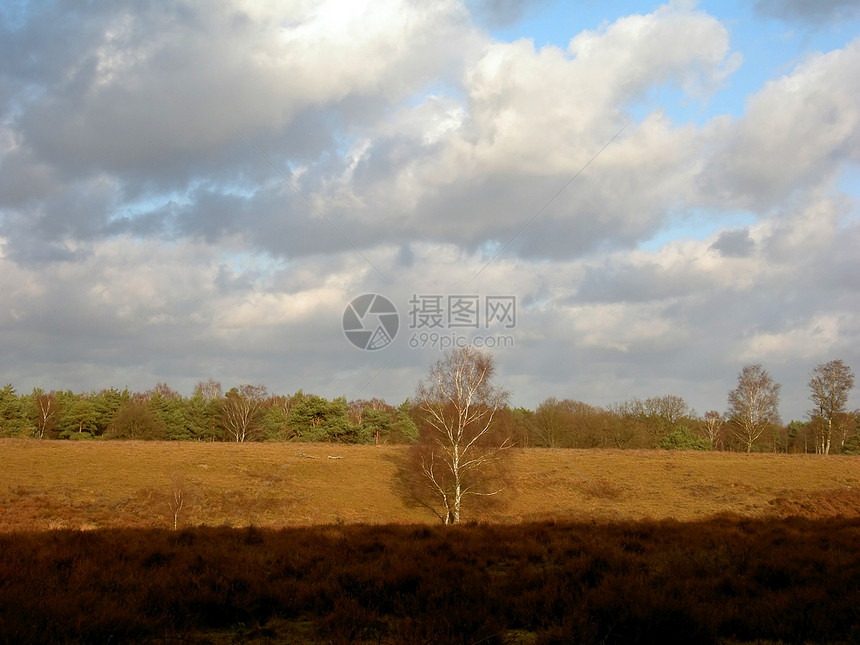 在一片空棕色草原上的孤单白树图片