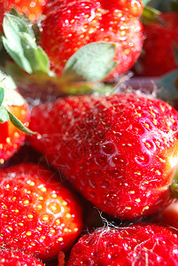 特写新鲜草莓 重点是精细细节 包括白纤维和种子 (单位 千叶背景图片