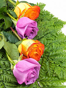 玫瑰花橙子玫瑰植物群紫色蕨类花瓣礼物背景图片