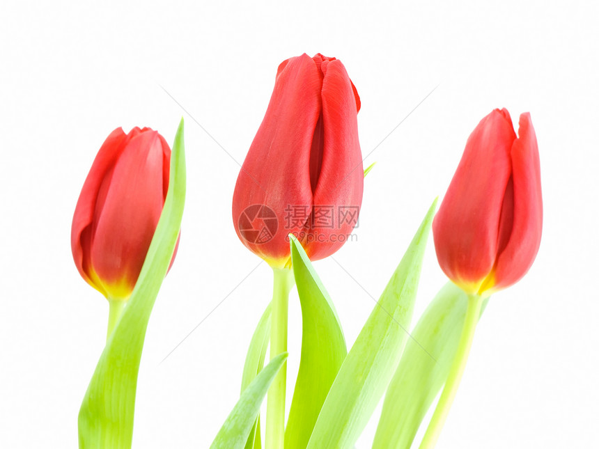 红郁金花郁金香红色植物群植物花瓣白色图片