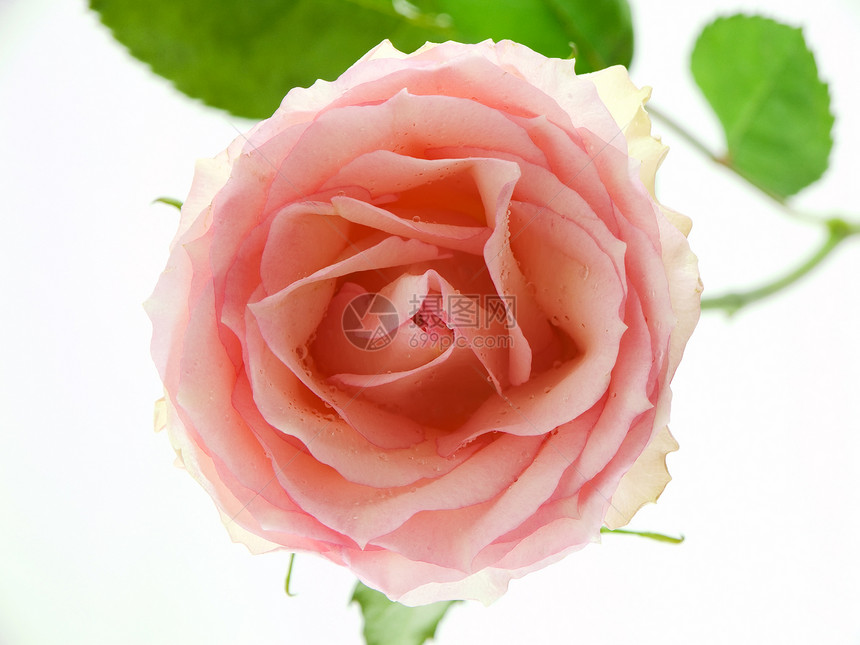 粉红玫瑰花瓣粉色水滴礼物植物群图片
