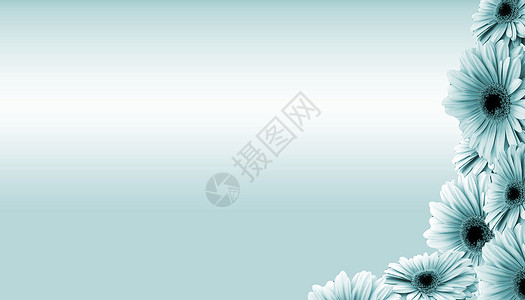 花花设计插图雏菊蓝色背景图片