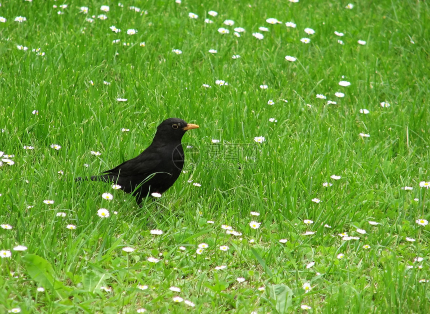 黑鸟花朵雏菊草地动物绿色图片
