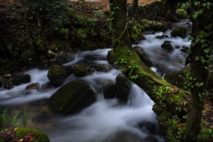 河流森林苔藓树干岩石乳白色流动荒野液体公园瀑布图片