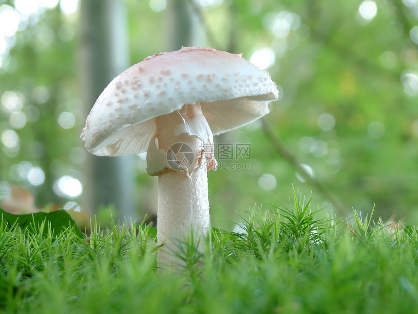 Amanita 灭草蘑菇图片