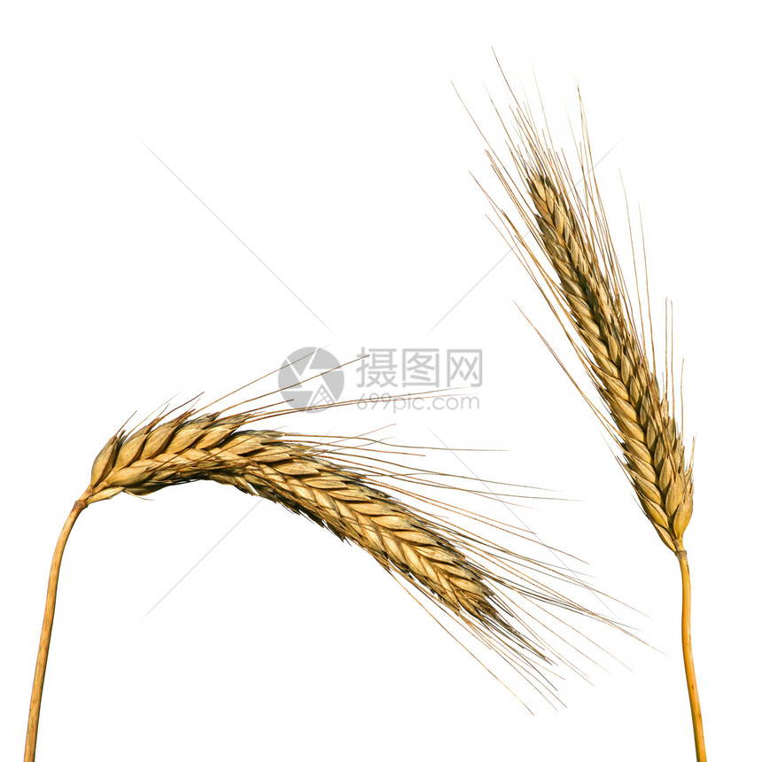白上孤立的小麦农场面粉谷物收成农业种子面包黄色食品白色图片