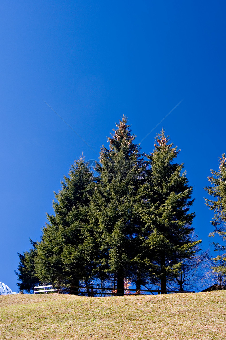树树和蓝天空蓝色沼泽木头风景绿色场地植物群天空栅栏松树图片