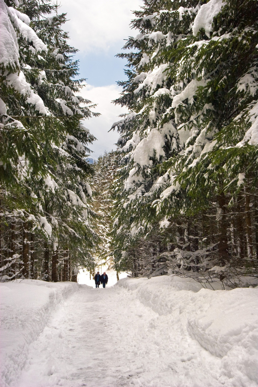 雪雪路径植被脚印季节性小路分支机构森林场景白色树干绿色图片