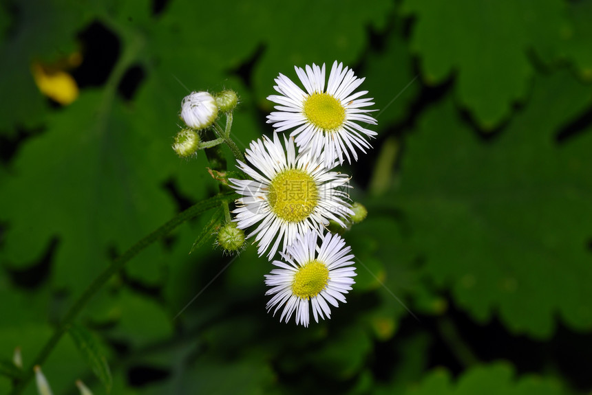 杂草橙子植物芙蓉花花公子狮子花粉草地宏观种子天空图片