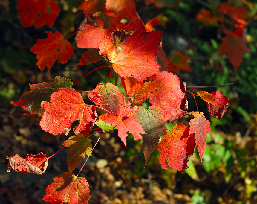秋叶橡木树叶季节院子园艺花园橙子红色晴天生长图片