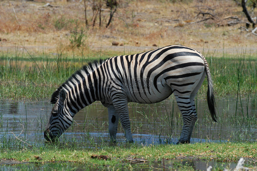 来自莫雷米Khwai河的Zebra饮用水图片
