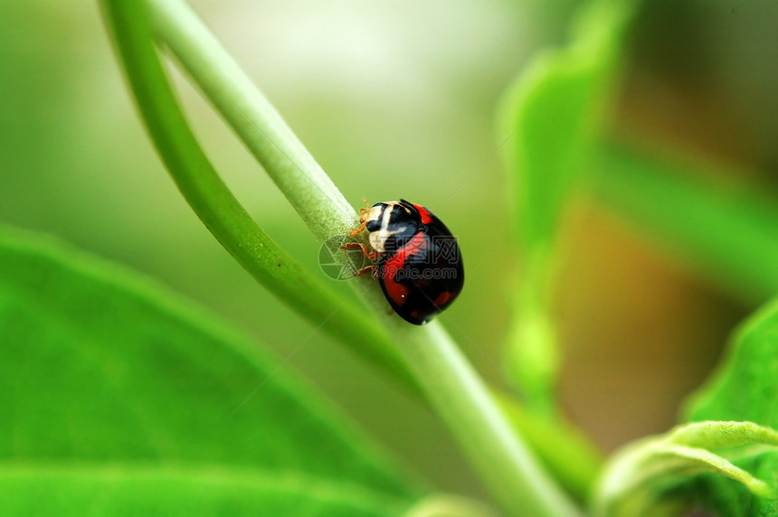 黑甲虫红色昆虫瓢虫生物学漏洞绿色小路生物女士图片