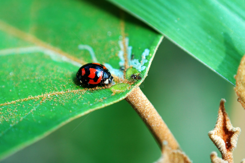 带叶子的漏洞中心绿色瓢虫植物红色甲虫生物生态昆虫图片
