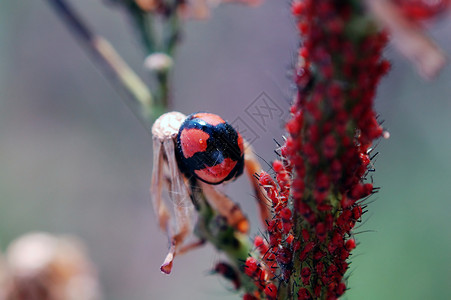 除了虫子之外还留宿的Ladybug高清图片