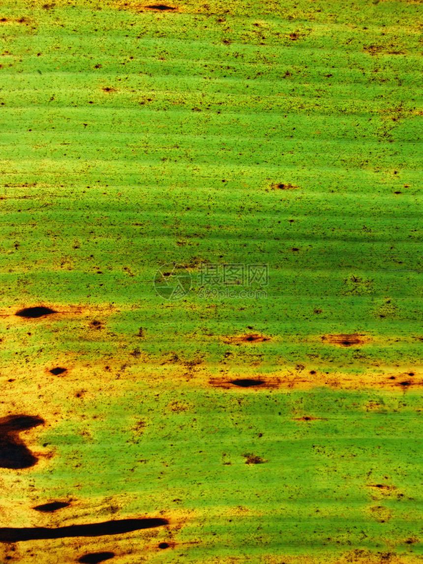 绿色休假树叶静脉对角线宏观墙纸植物群植物学细胞植物棕榈图片