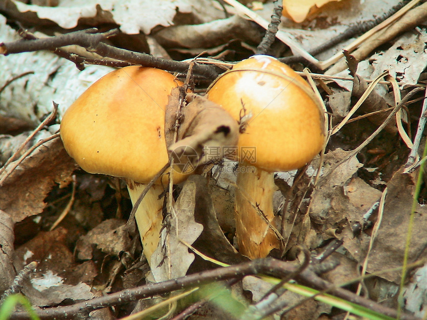 森林中的蘑菇棕色枝条木头食物生长苔藓荒野森林图片