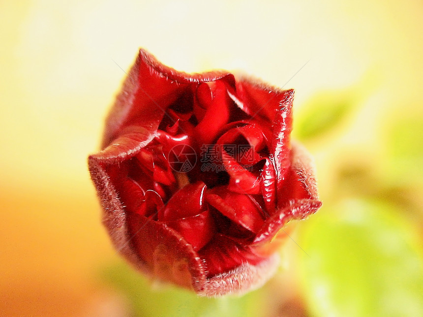 红玫瑰红色宏观水平花瓣约会图片