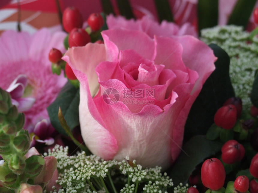 粉红和白玫瑰花瓣白色绿色花朵玫瑰香味叶子图片