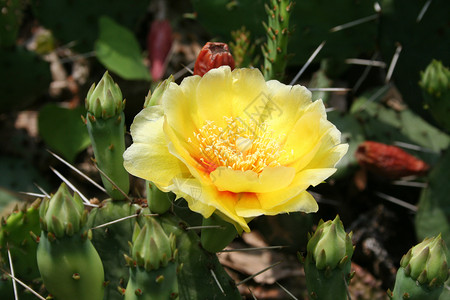 Cactus 闪光沙漠花瓣绿色黄色背景图片