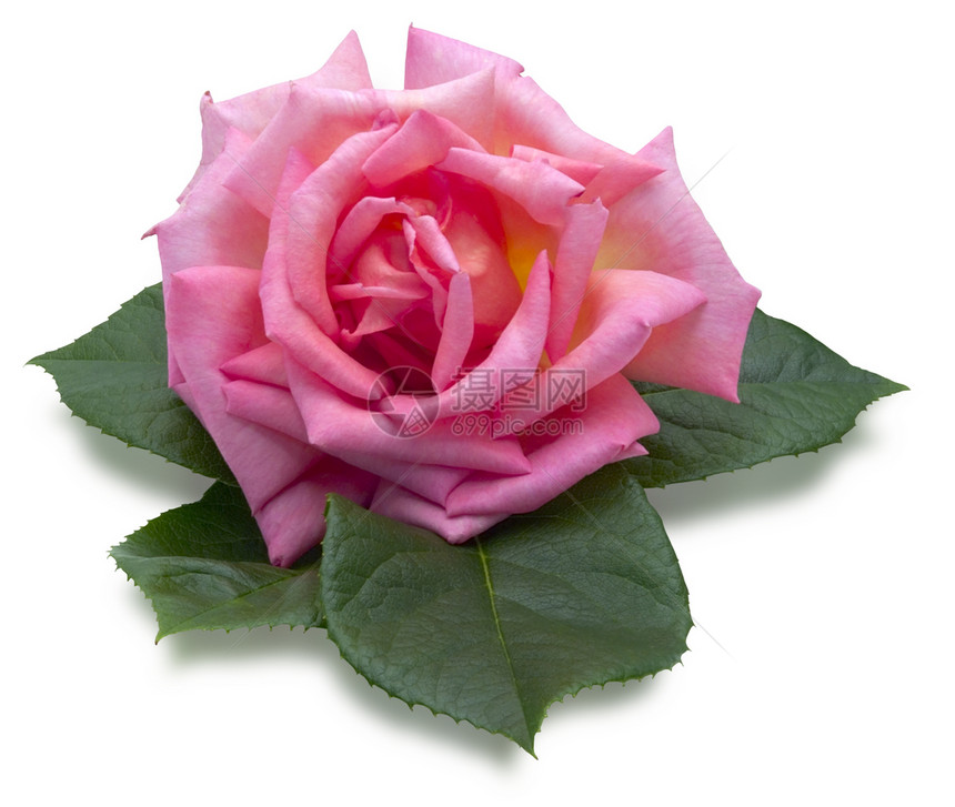 粉红玫瑰粉色香味黄色叶子植物图片