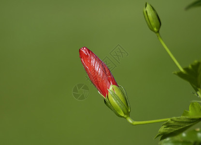 巴布胸花红色花序植物背景图片