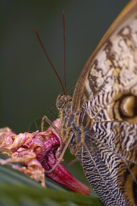 蝴蝶热带动物宏观野生动物翅膀昆虫棕色背景图片