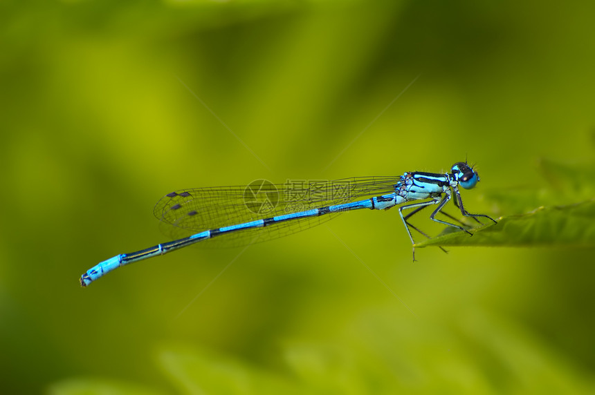 自 己休息少女动物动物群昆虫蓝色眼睛宏观生活野生动物图片