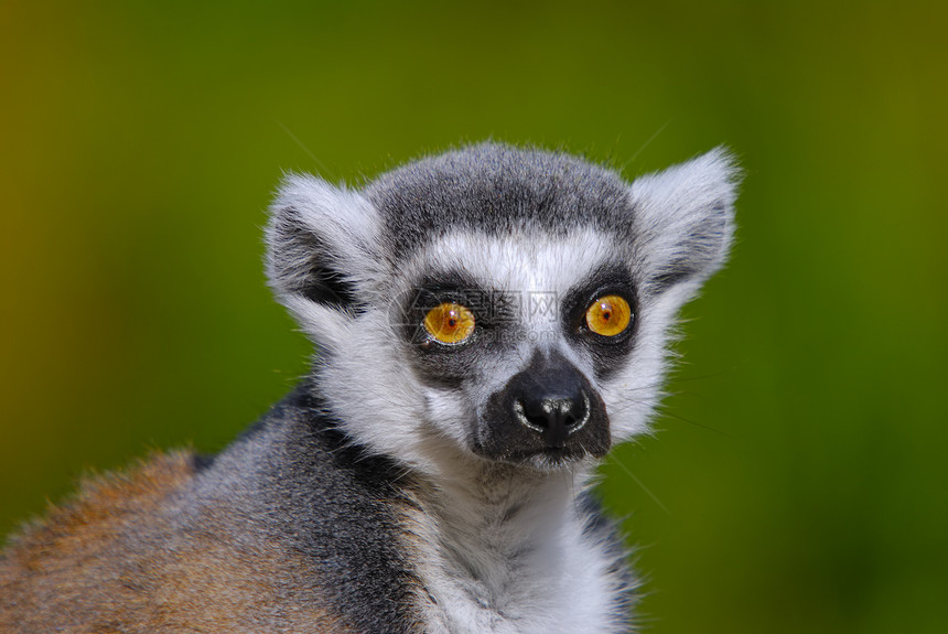 尾尾尾狐猴猫动物动物园毛皮灰色灵长类哺乳动物眼睛白色生物环尾图片