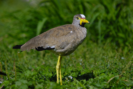 塞内加尔异国情调黄色鸟类热带动物园荒野羽毛野生动物动物背景