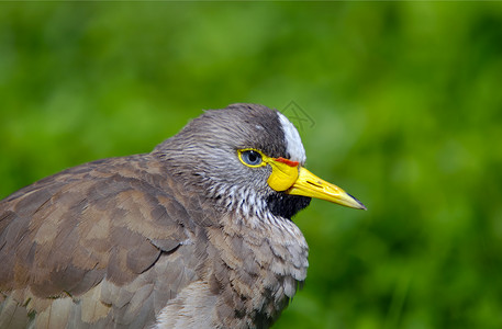 塞内加卢斯塞内加尔异国热带千鸟荒野棕色鸟类动物羽毛动物园情调背景