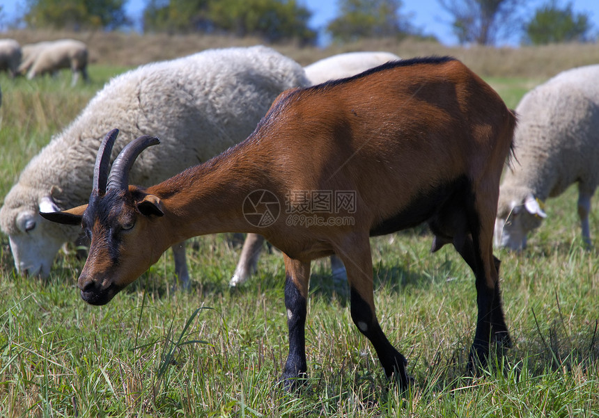山羊棕色野生动物家畜支架动物图片