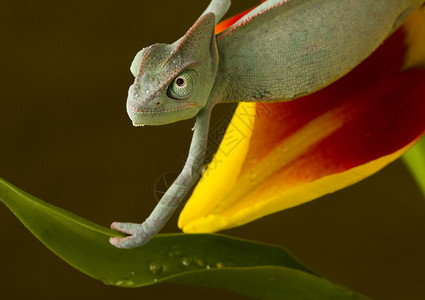 恐惧变色眼郁金香上的变色龙效果绿色舌头黄色爬虫蜥蜴主题颜色动物纹理背景