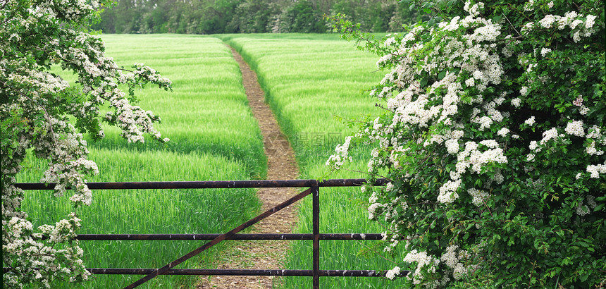 白 Thorn1伞房水刺玫瑰白色场地山楂绿色小麦树篱花序图片