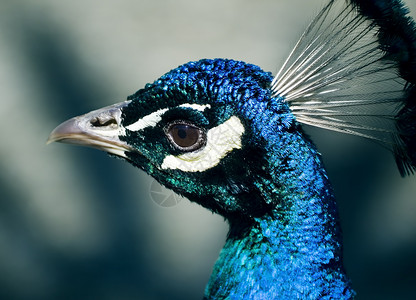 孔雀彩虹野生动物皱纹账单绿色黑色脖子波峰羽毛蓝色背景图片