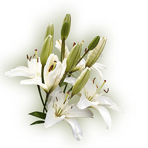 白色百合花喷雾背景图片