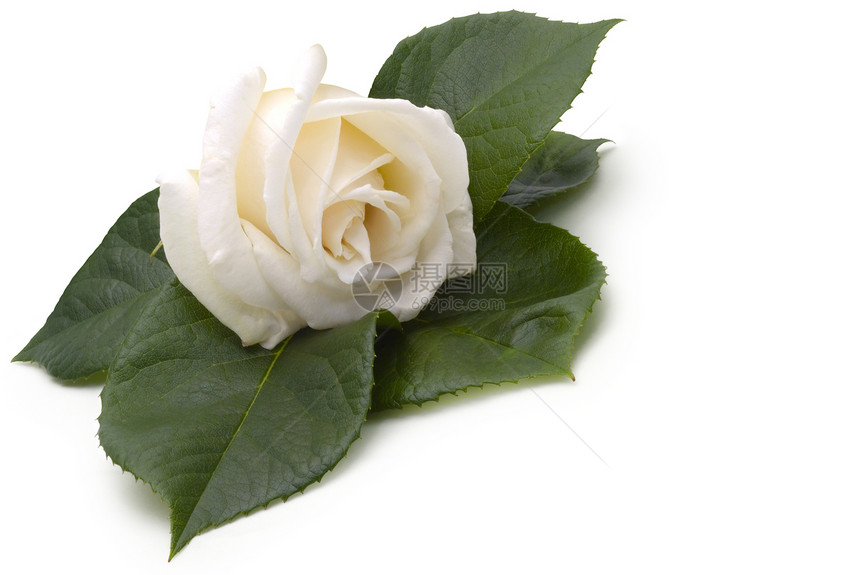 花叶床的美丽的奶油白玫瑰图片