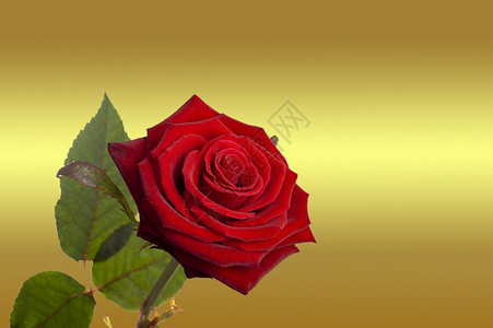 玫瑰黄色紫色红色愿望庆典问候语热情背景图片