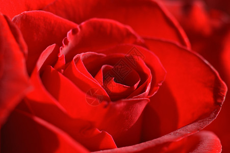 红玫瑰宏灯光植物学红色植物宏观背景图片