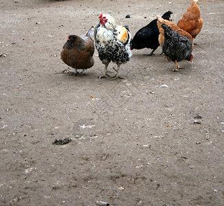 龙鸡和他的鸡群背景图片