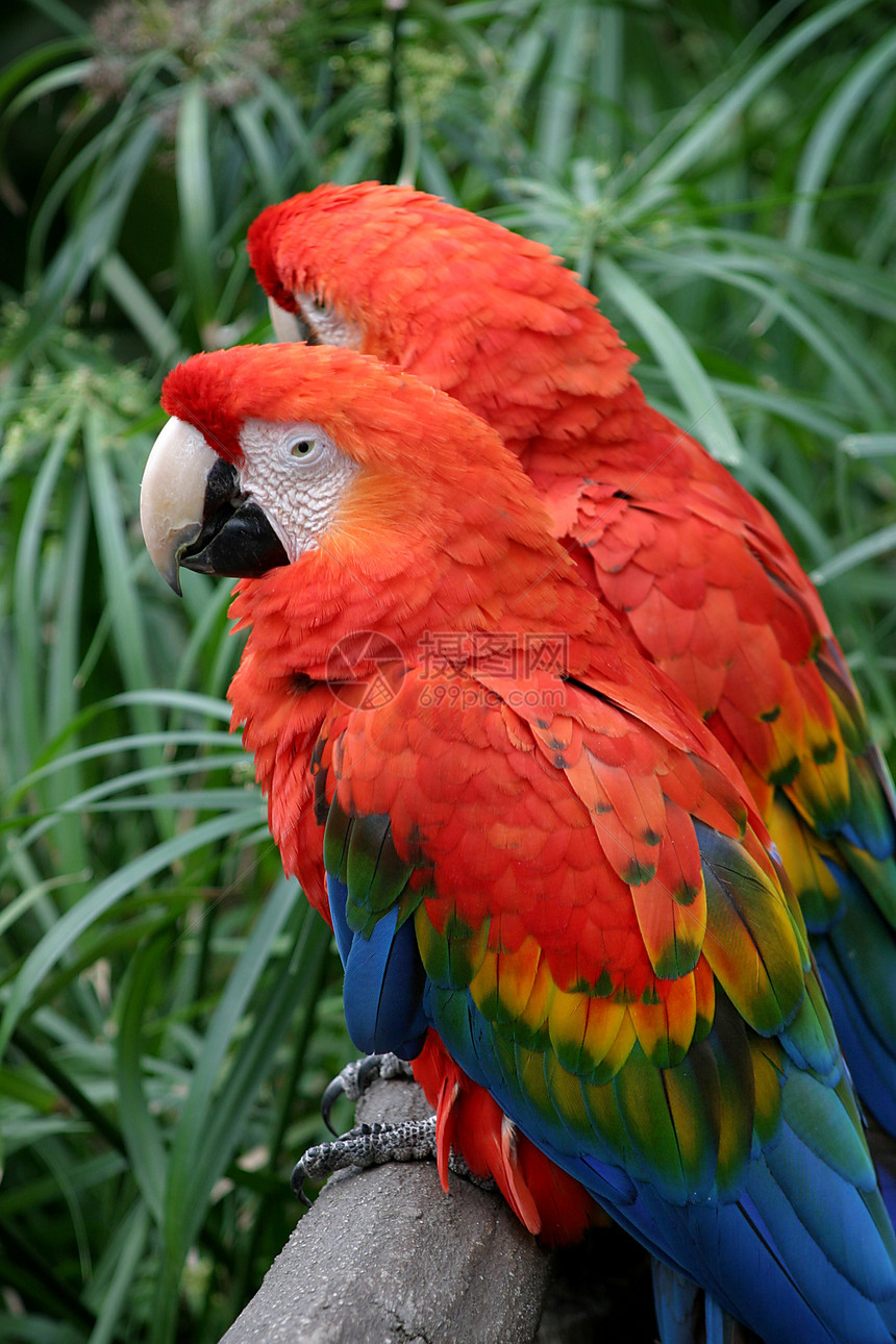 Scott Macaw(4838)图片