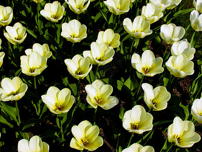图利普花园植物群郁金香太阳花瓣英语背景图片
