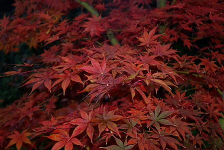 紫堇科日本红枫叶子树叶掌心红色背景