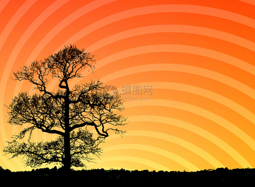 日落时树木黑色植物橙子黄色墙纸图片