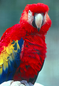 斯嘉丽马考面孔金刚鹦鹉鹦鹉背景图片