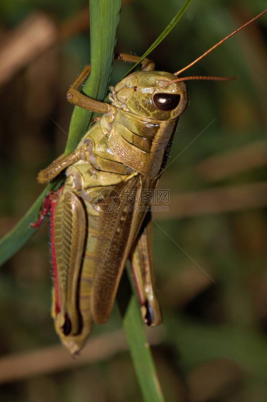 蚂蚱眼睛触角红色野生动物绿色蚱蜢宏观剥离条纹昆虫图片
