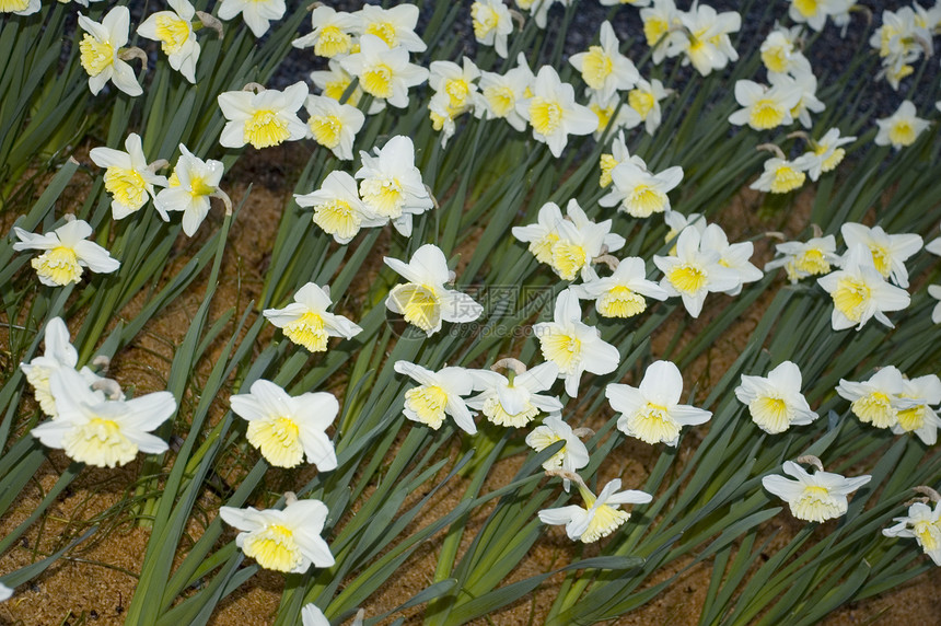 春天时的多佛水仙绿化花园黄色园林灯泡覆盖物园艺图片